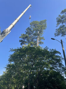 tree climber is being lowered into a tree via a crane in order to remove the hazardous tree