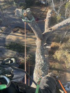 tree climber view looking down from tree branch while doing tree removal