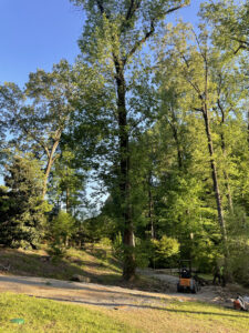 tree trimming of large tree on steep incline while workers are cleaning up debris in tuscaloosa county alabama