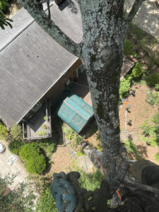 aerial view of climber in a tree in the process of removing that tree where there are many obstacles around the tree during tree service in tuscaloosa county alabama